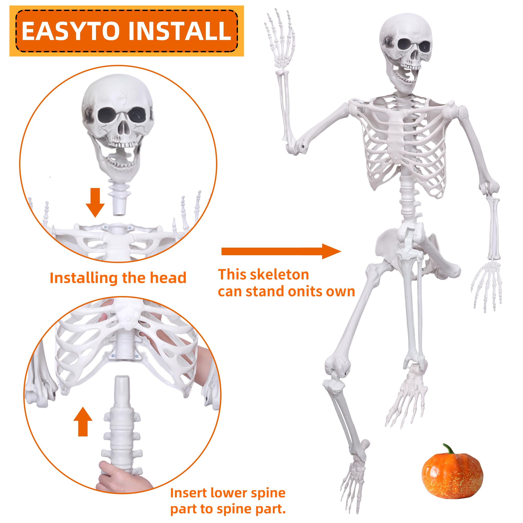 Hibsotco skeleton beside chair to show scale and placement options