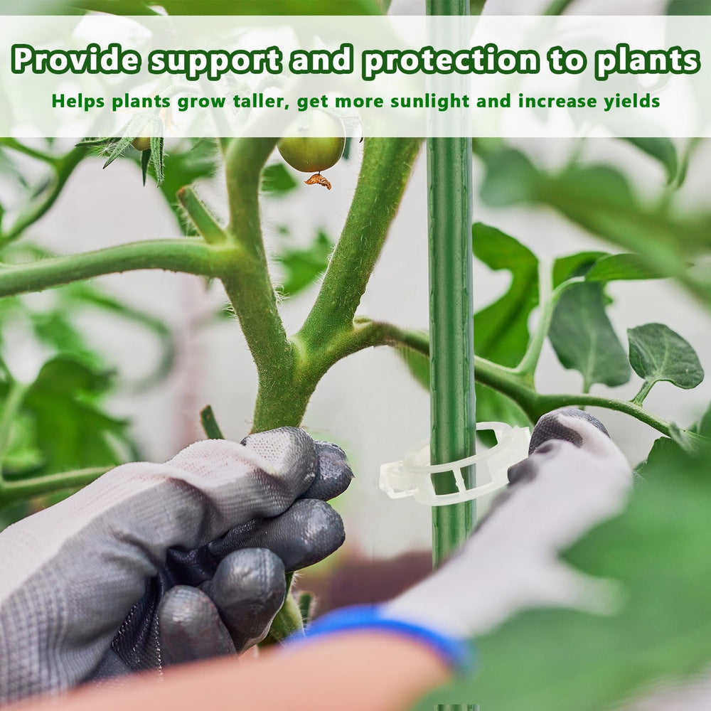 Hicarer triangular cage supporting tomato plant for stronger yields
