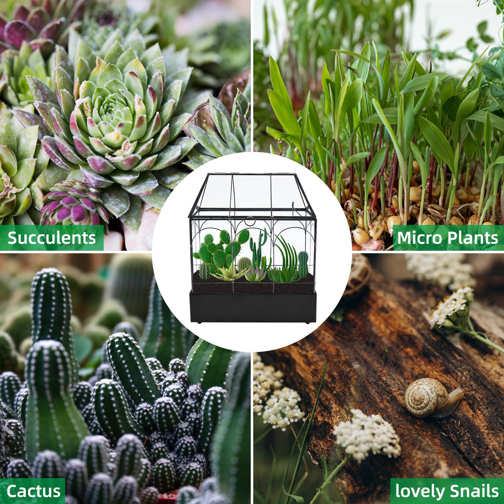 HighFree moss miniature garden inside terrarium highlighting decorative display benefit