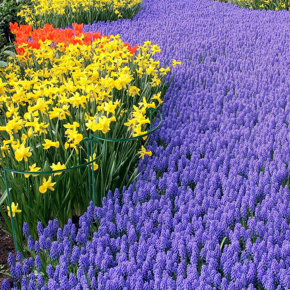 HiGift used as garden border to keep pathways clear and plants contained