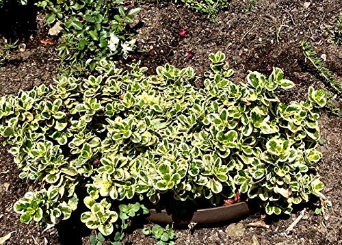 Hillside Planter arranged on a hillside showing uniform landscape design benefit