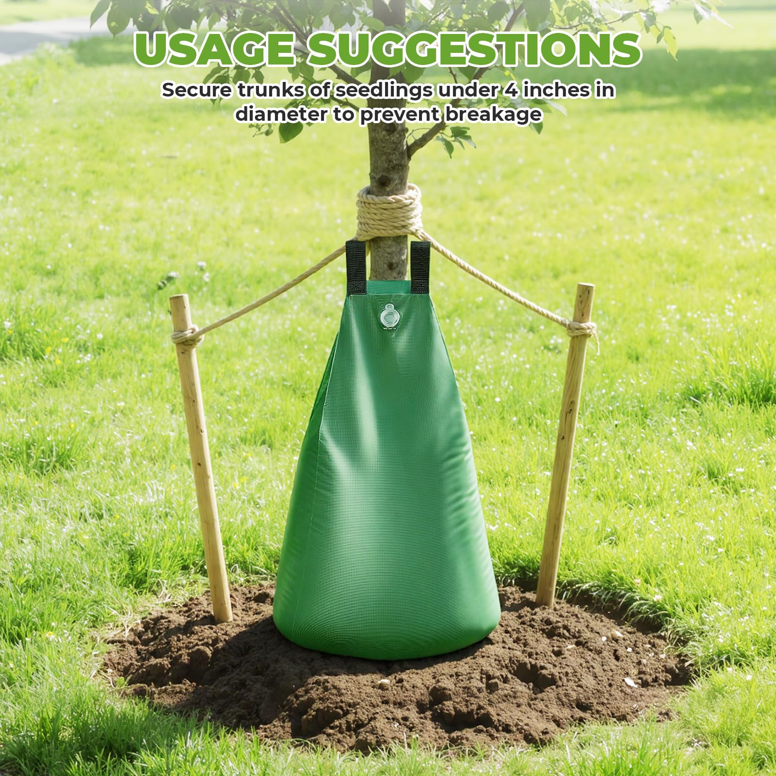 HIRALIY two bags on a mature tree showing dual-tree irrigation benefit