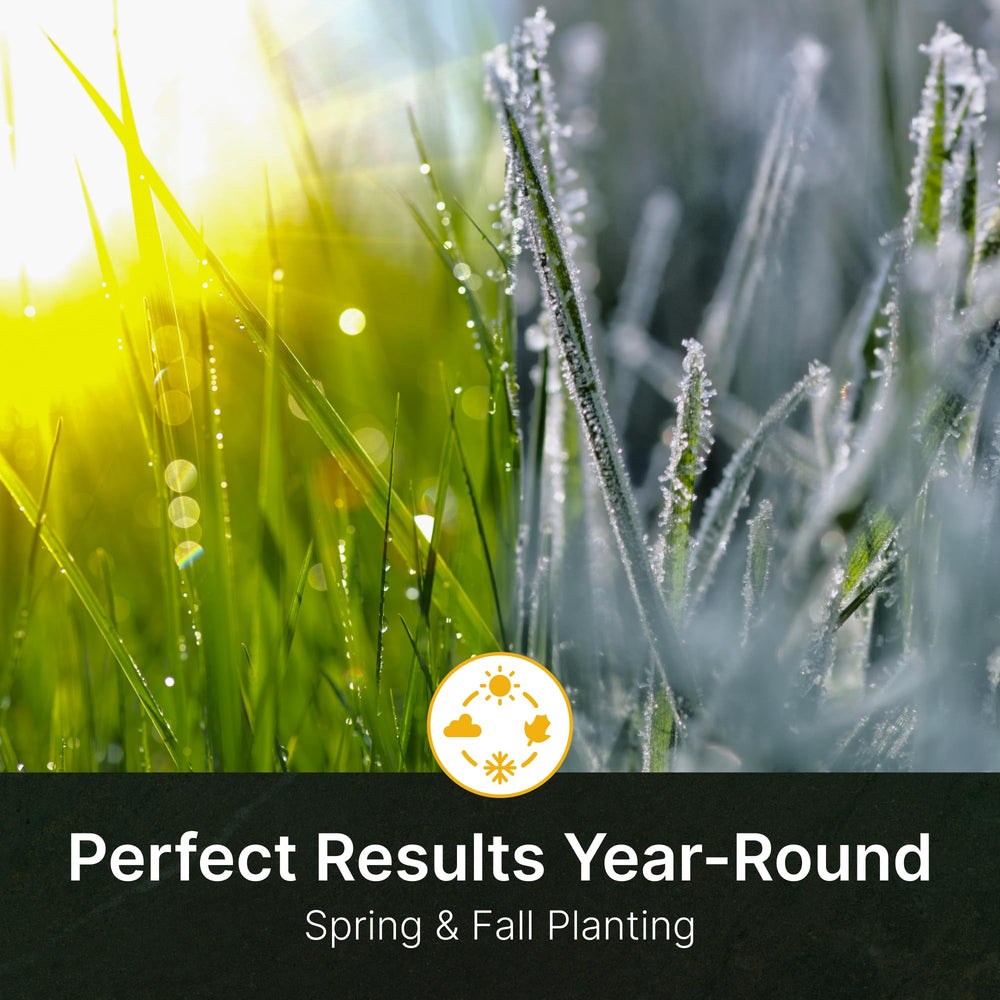 Hit List Seed established fescue field demonstrating durability and forage cover
