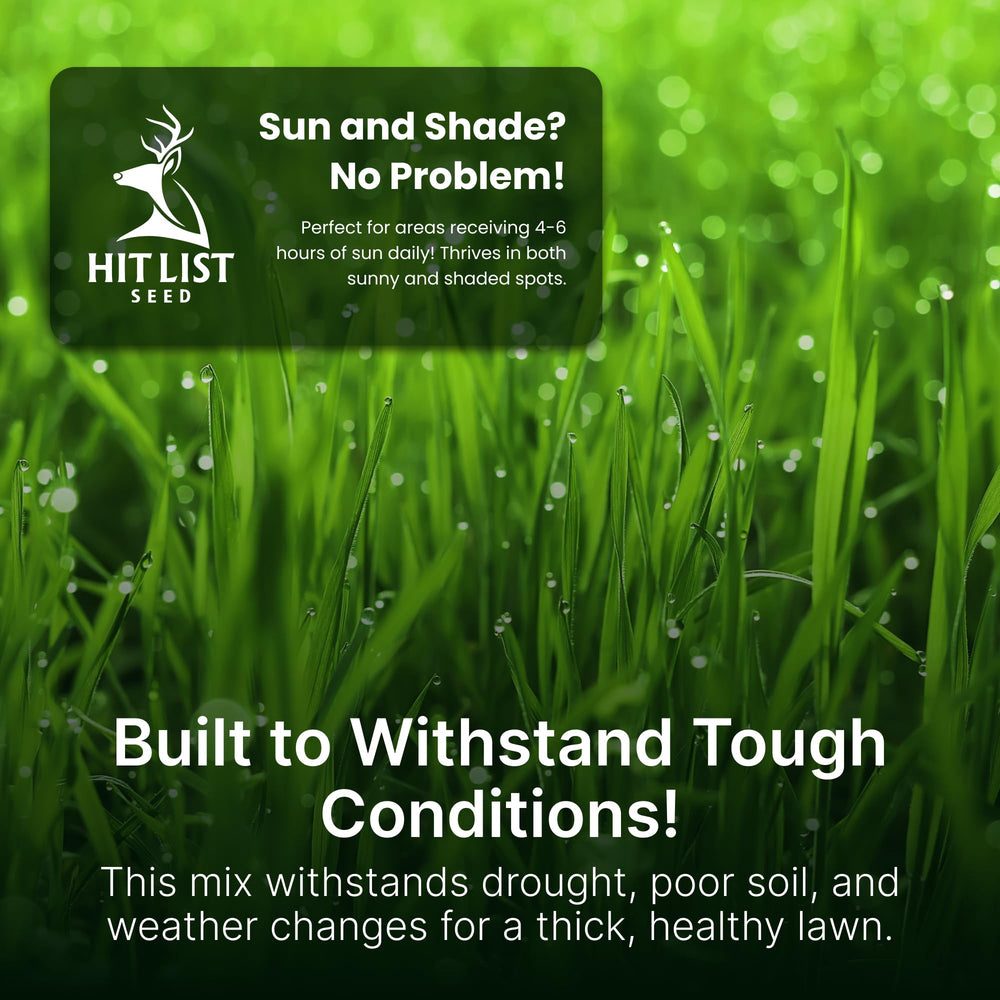 Hit List Seed lawn in mixed sun and shade showing dense, drought-resistant turf