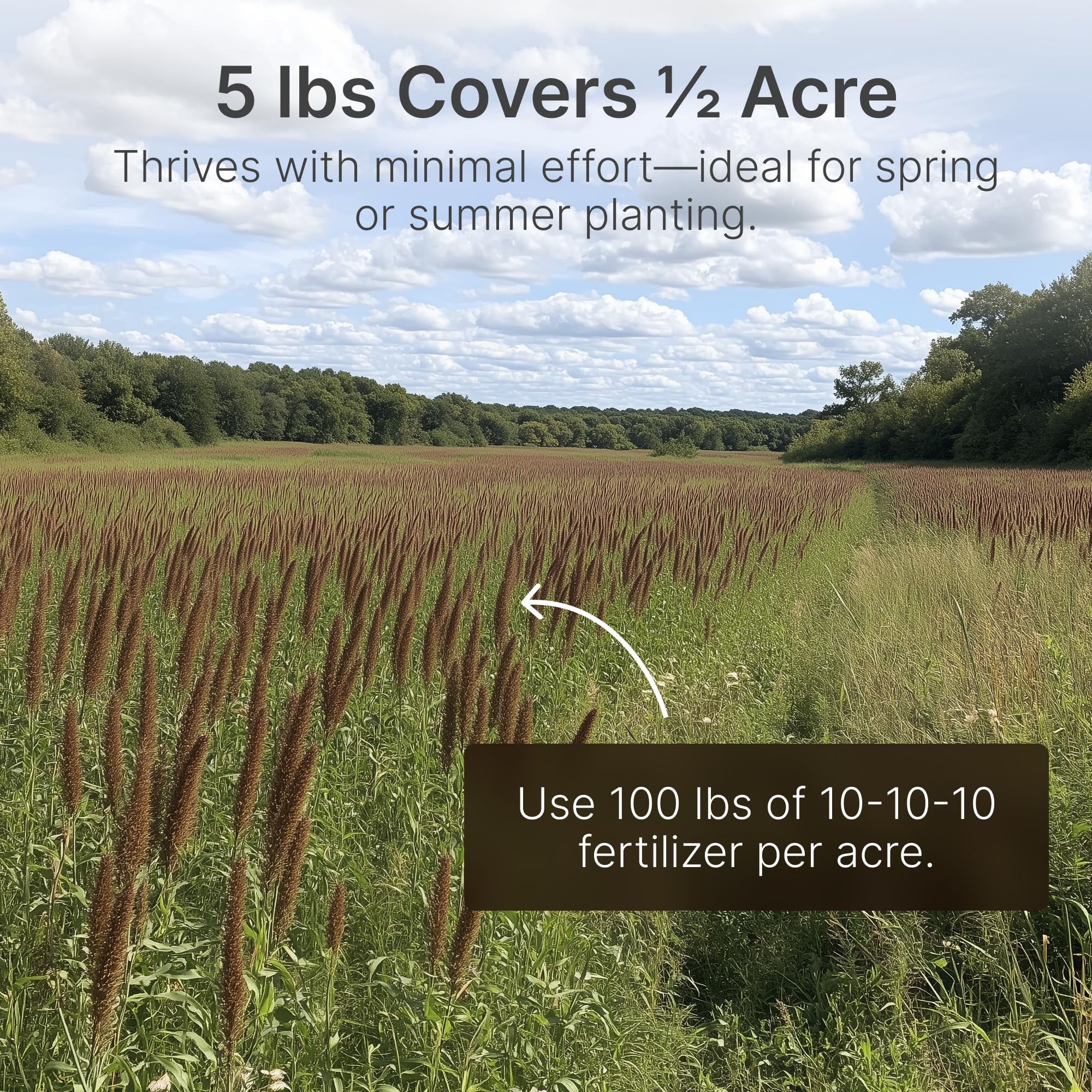 Hit List Seed mature sorghum field offering dense cover and late-season forage for deer