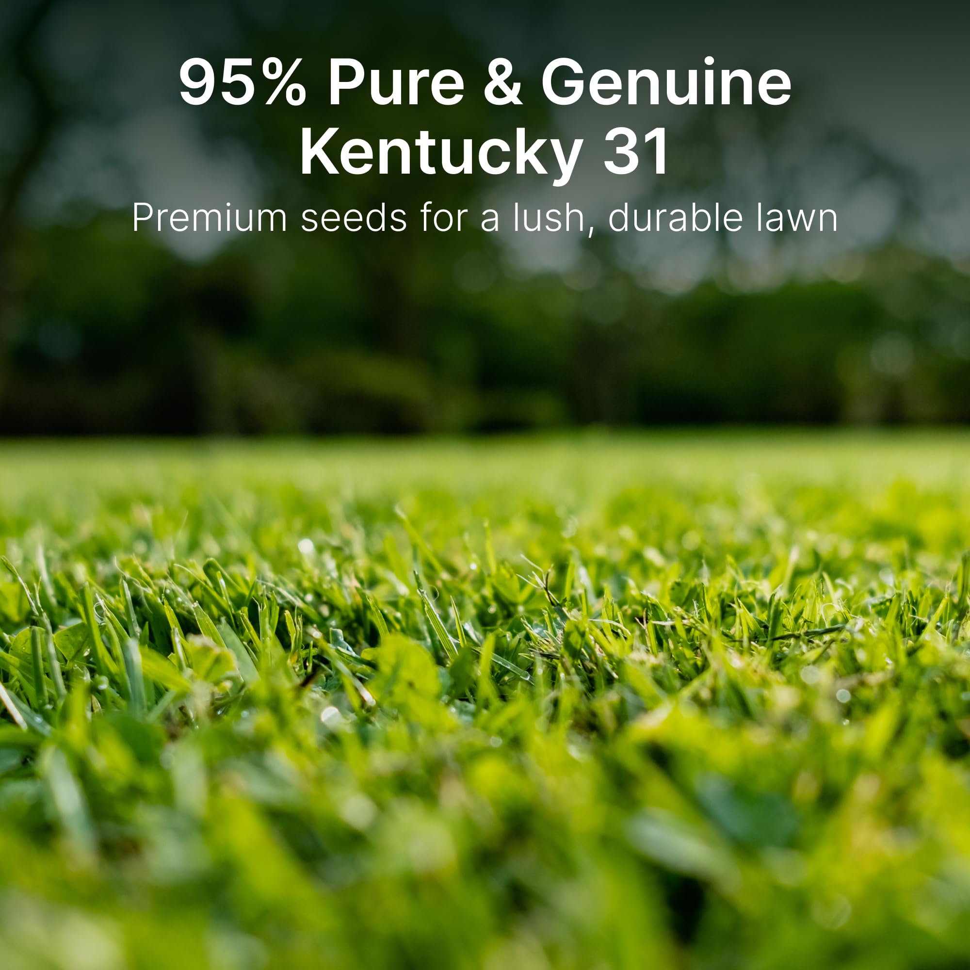 Hit List Seed close-up of KY31 seed texture showing pure seed quality and uniformity