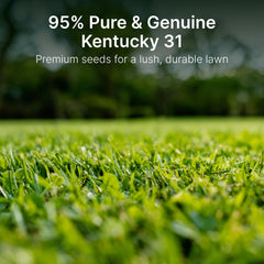 Hit List Seed close-up of KY31 seed texture showing pure seed quality and uniformity