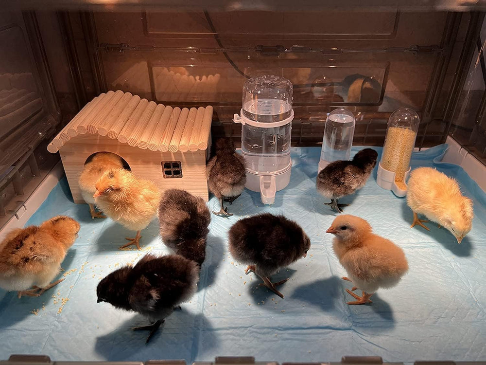 HKDQ brooder size comparison with hand to show compact 20×14×12 inch footprint