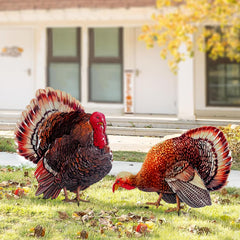 Hokfirm turkey front view showing harvest colors and clear seasonal design benefit