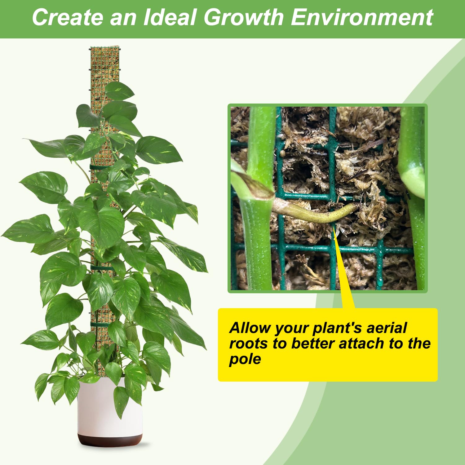 HOLANHING 60-inch moss pole installed in large pot offering tall support and dramatic growth