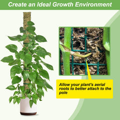 HOLANHING 60-inch moss pole installed in large pot offering tall support and dramatic growth