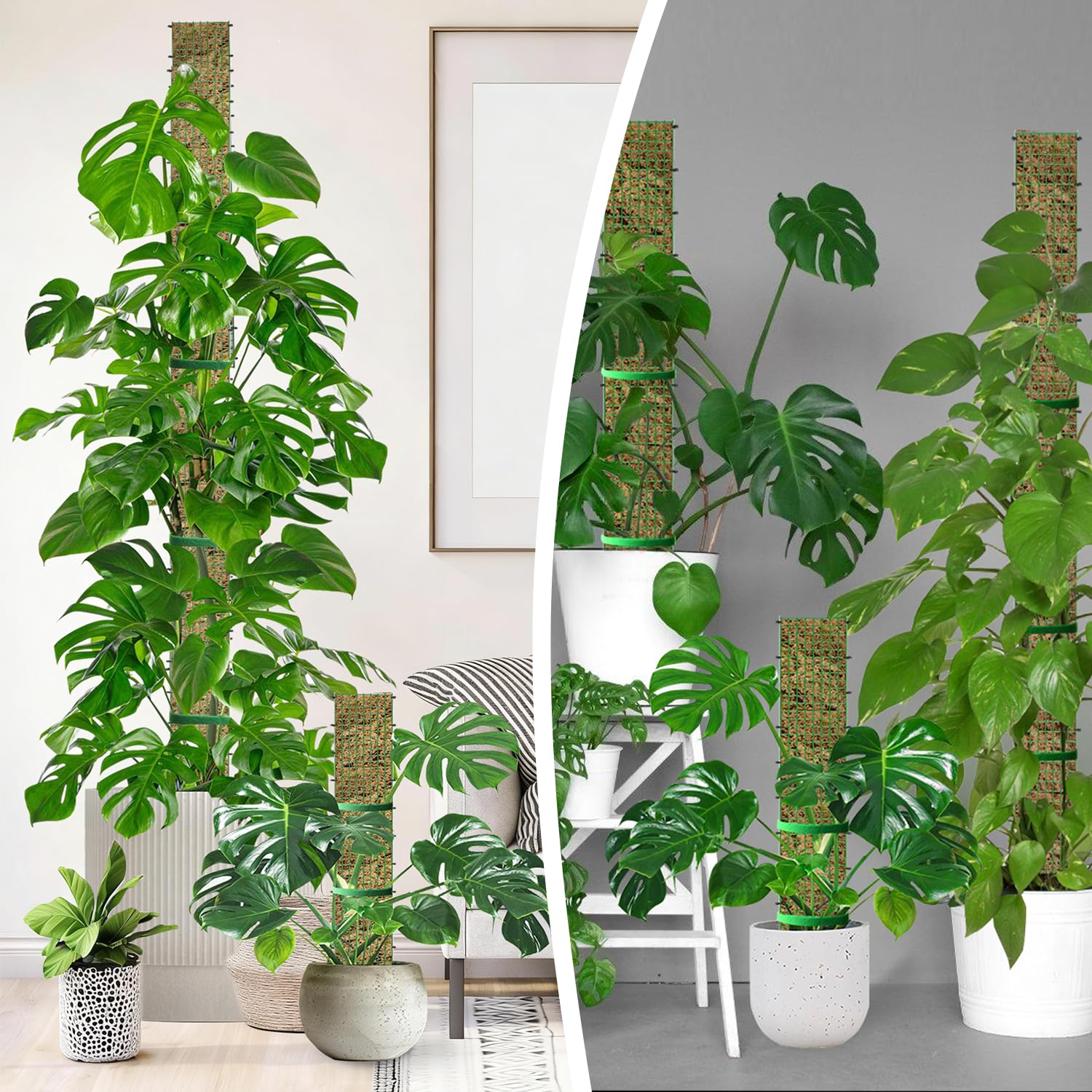 HOLANHING lifestyle shelf with multiple climbing plants trained on moss poles for tidy display