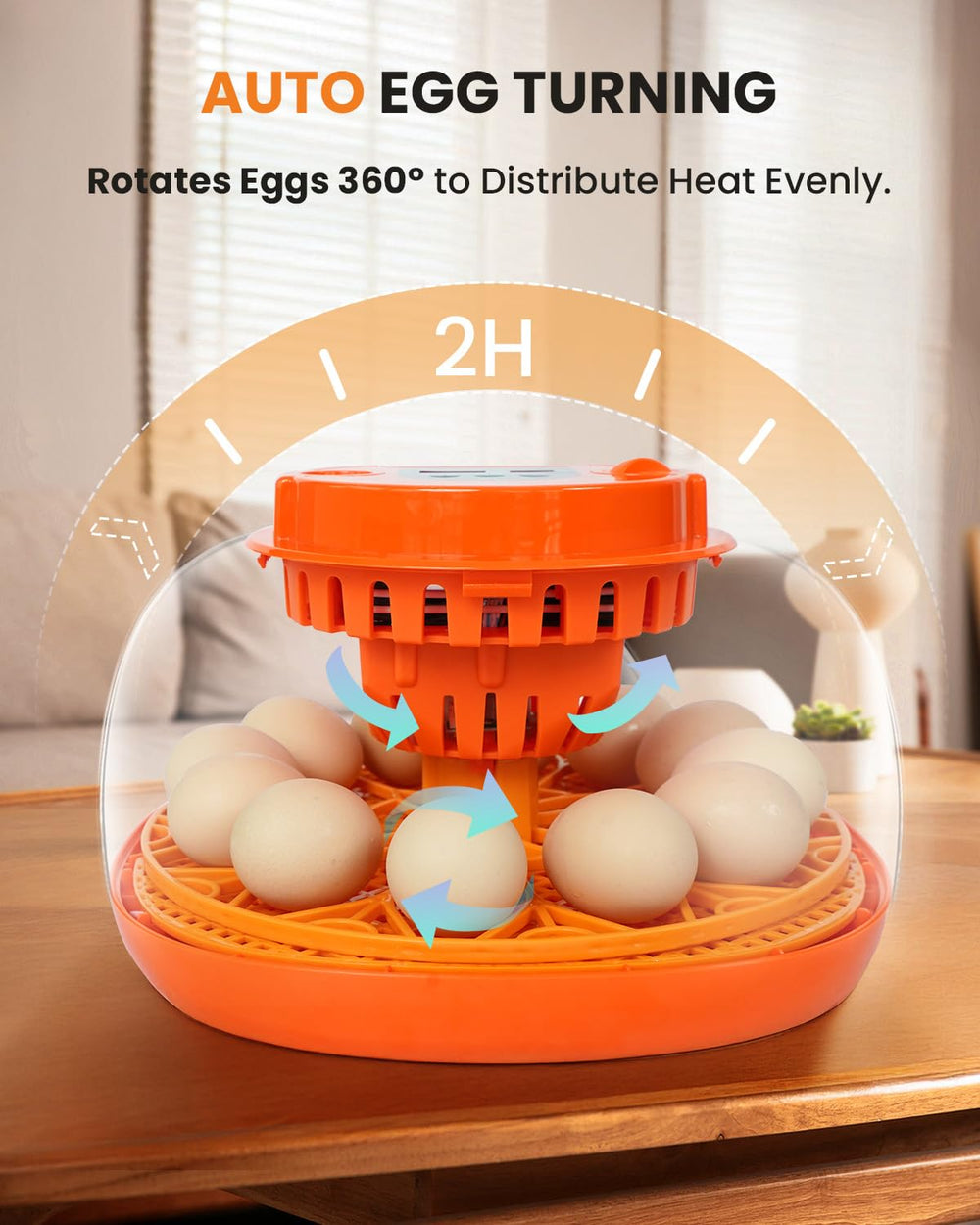 Homcolorful egg candler in use revealing embryo development for educational insight