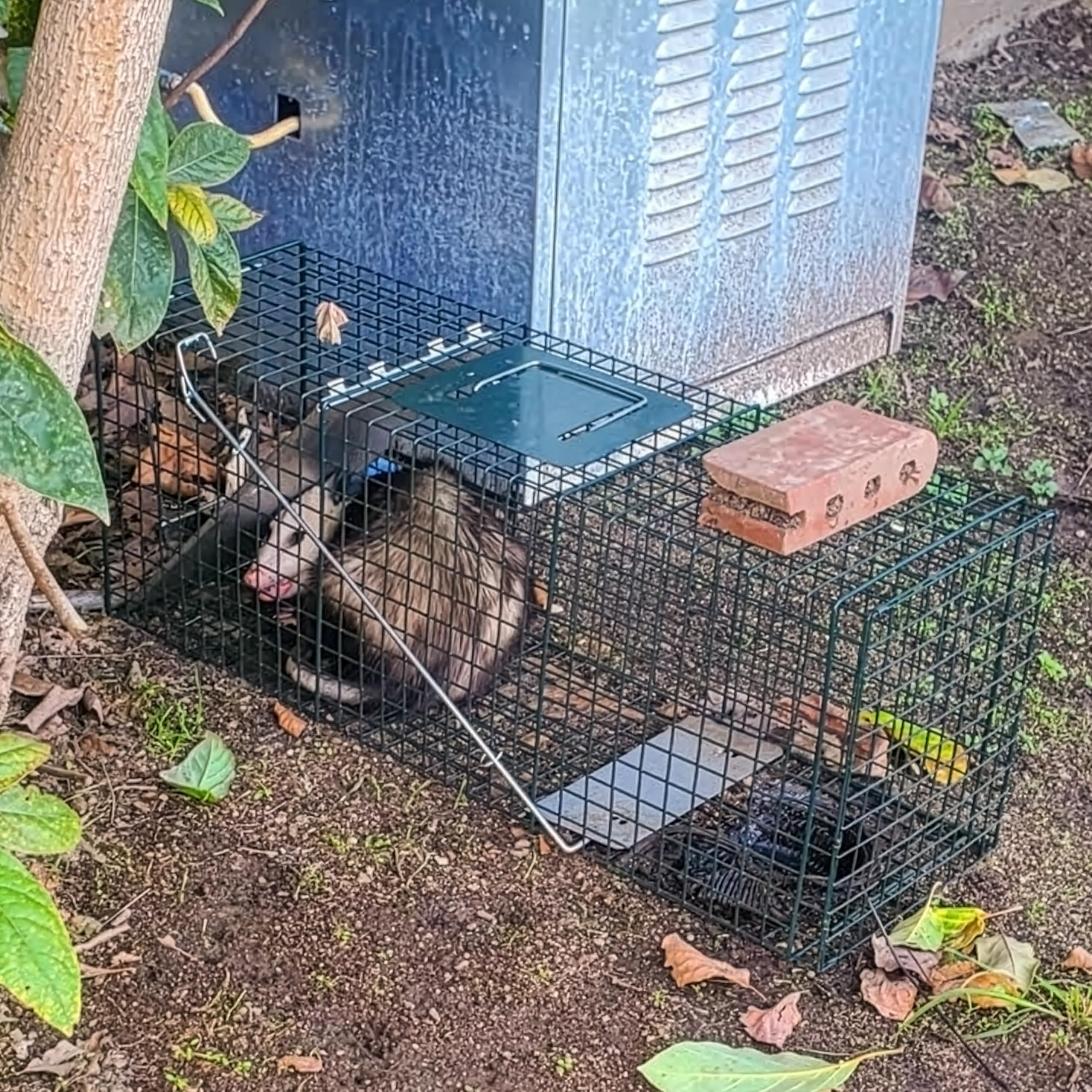 HOMESTEAD trap next to a yard tool for size and scale comparison for placement