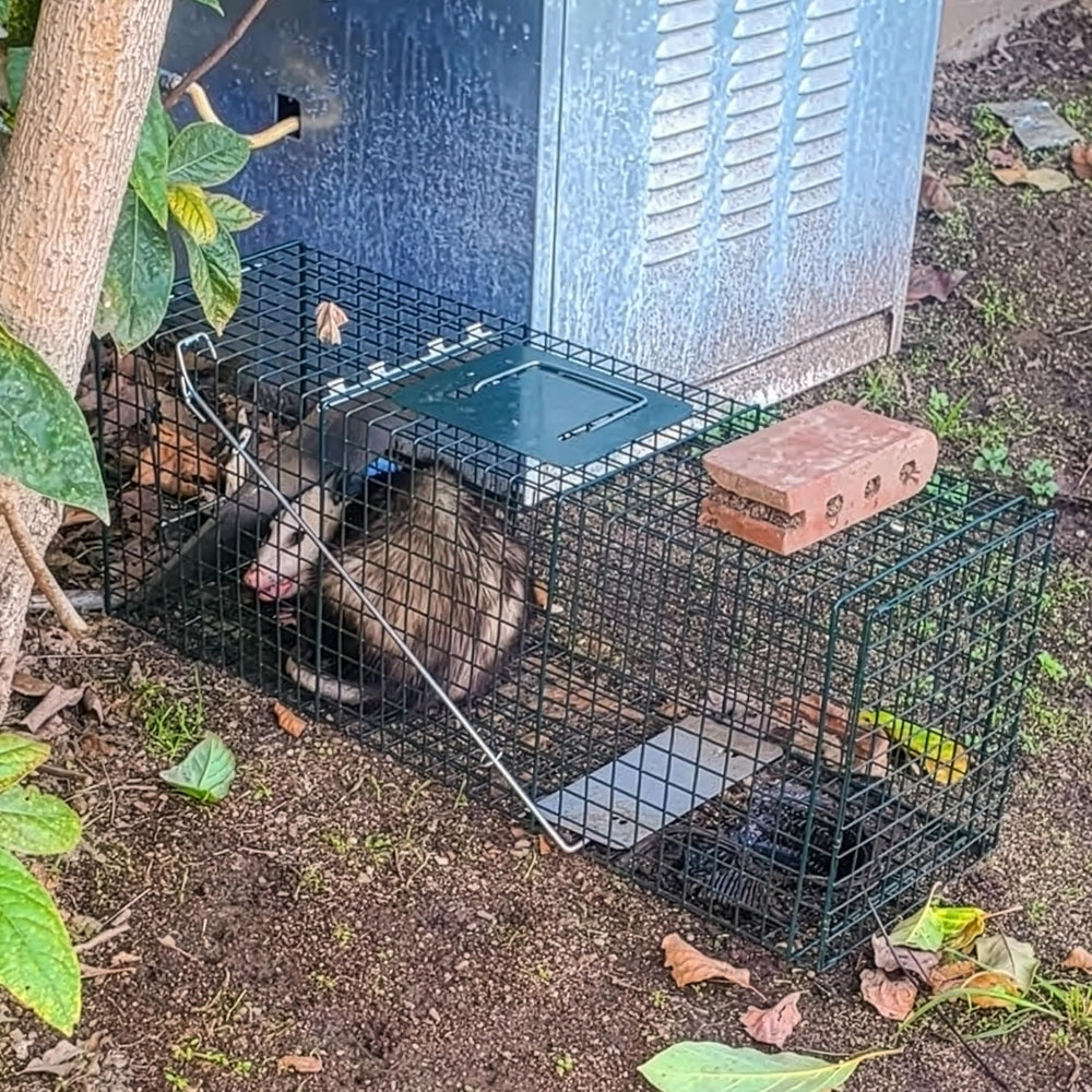 HOMESTEAD trap next to a yard tool for size and scale comparison for placement