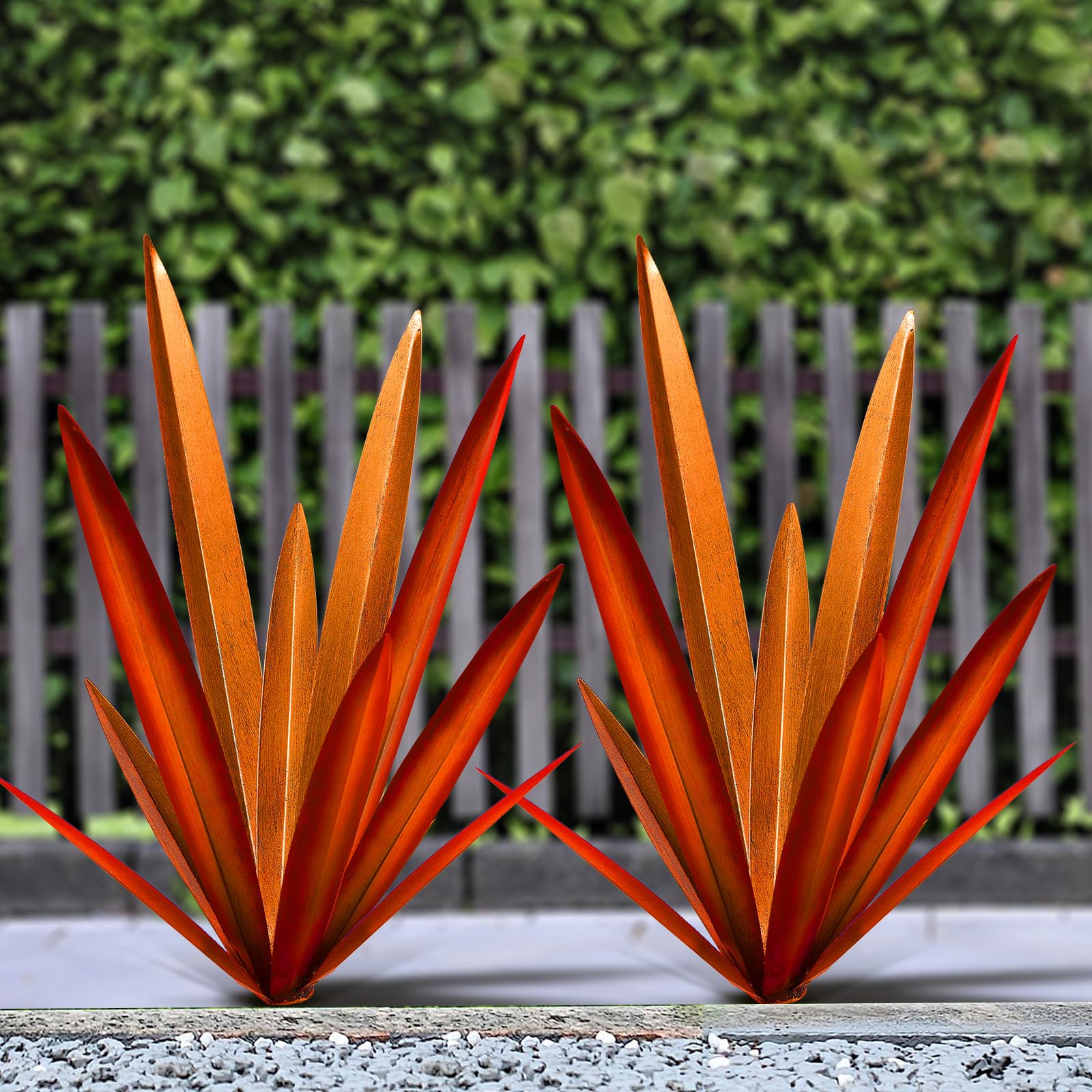 Homight agave front view showing full shape and garden-ready appeal
