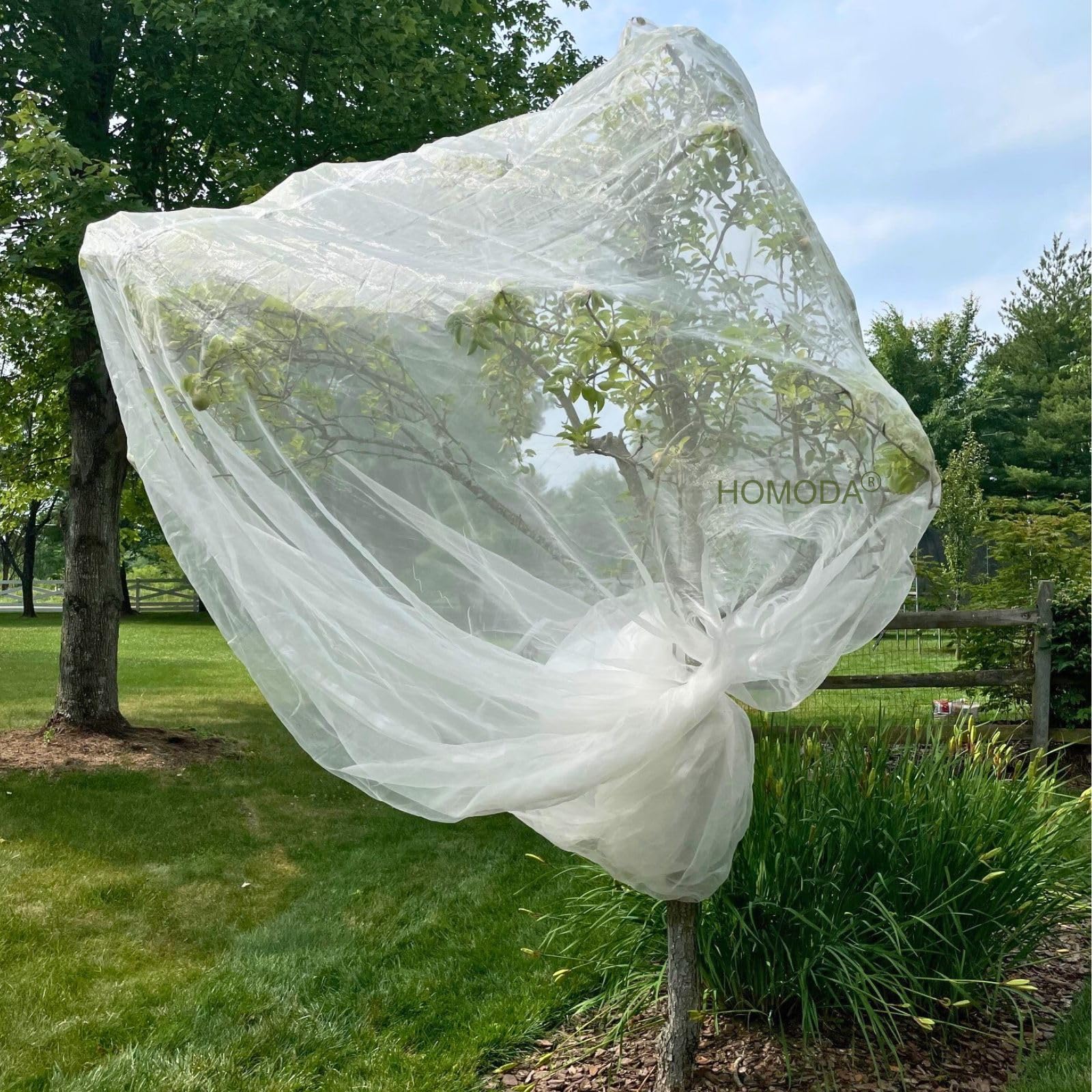 Homoda front view showing full 15x15ft coverage protecting a fruit tree