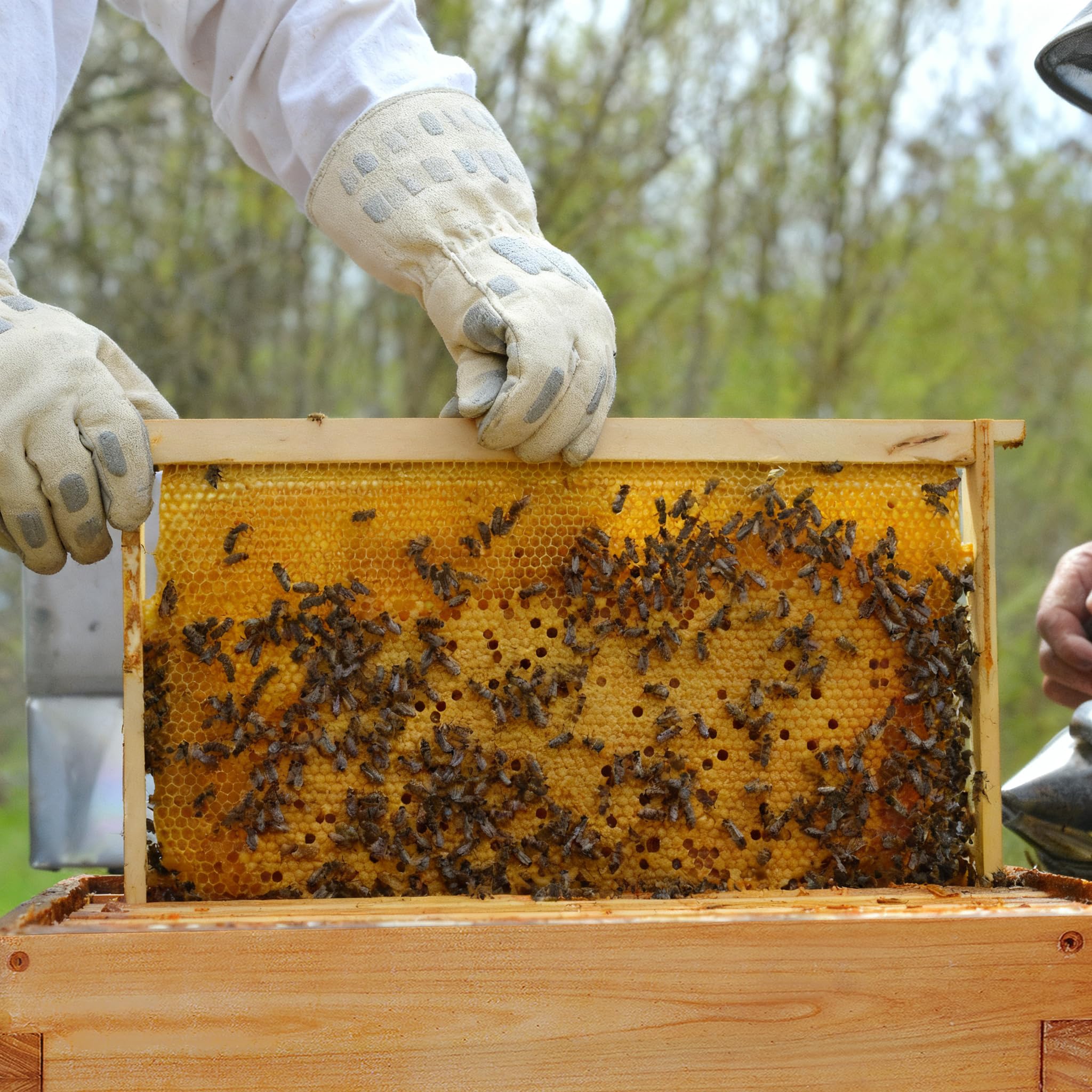 Honey Lake apiary lifestyle scene of installing frames showing quick colony integration