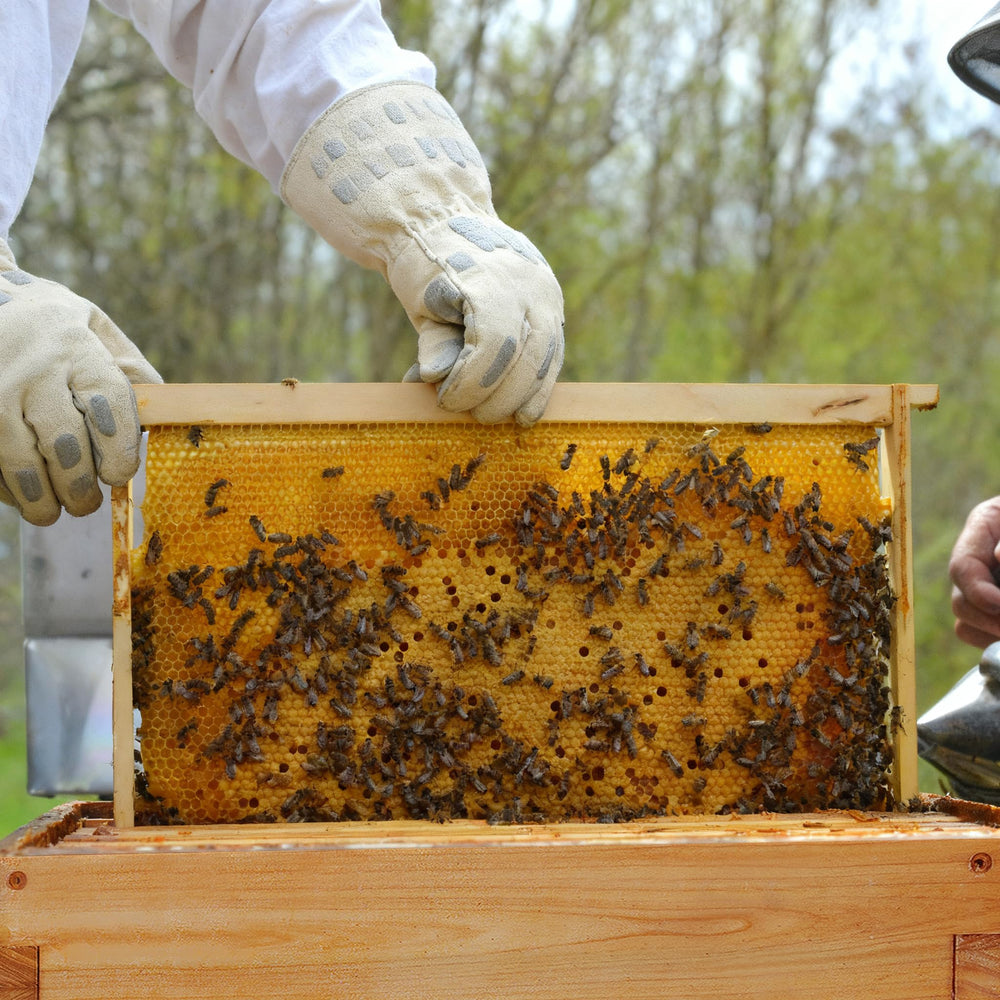 Honey Lake apiary lifestyle scene of installing frames showing quick colony integration