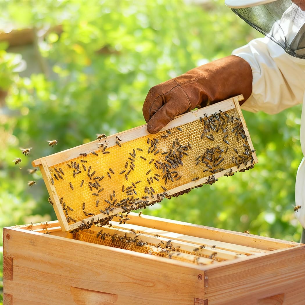 Honey Lake frames installed inside a hive super illustrating organized comb building and handling benefit