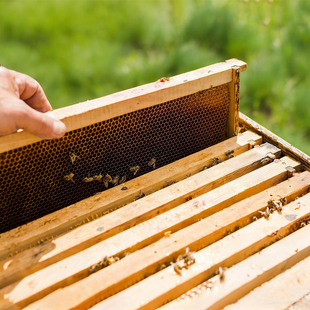 Honey Lake brood box beside ruler showing exact Langstroth dimensions