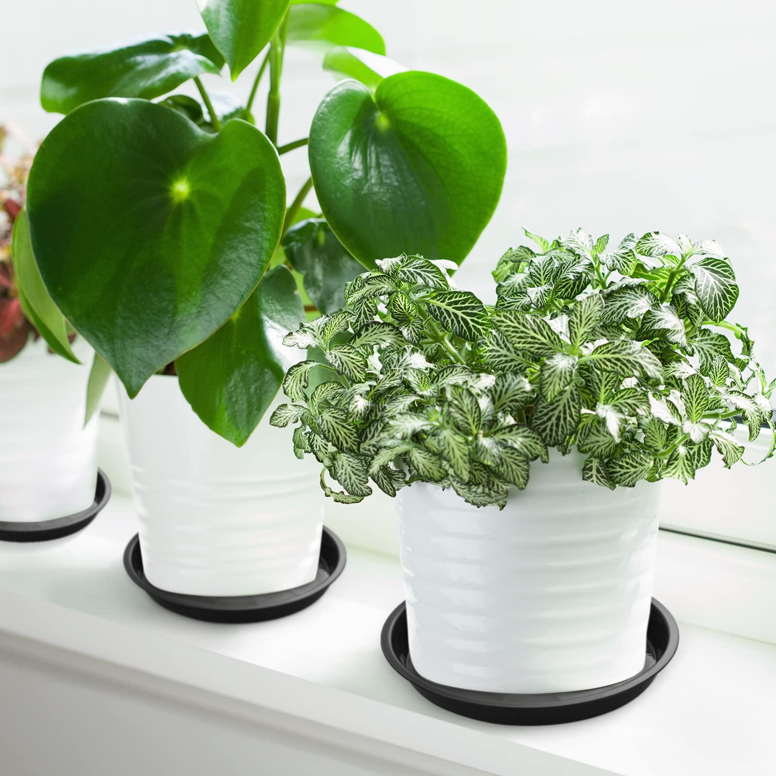 Honeydak 4-inch saucer supporting small herb pot and catching water