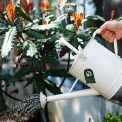 HORTICAN watering can in use on an indoor plant, precise-pour benefit