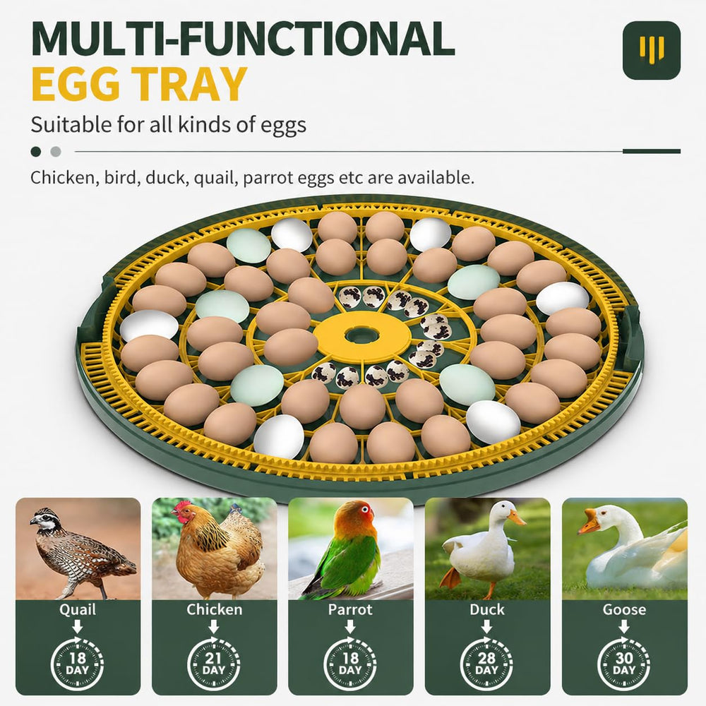howooiua newly hatched chicks inside incubator illustrating successful hatch outcomes