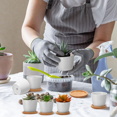 Hsei pots planted with succulents on a windowsill providing compact indoor greenery