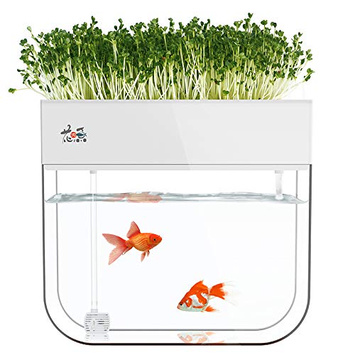 Huamuyu front view showing tank and tray, clear display and compact footprint