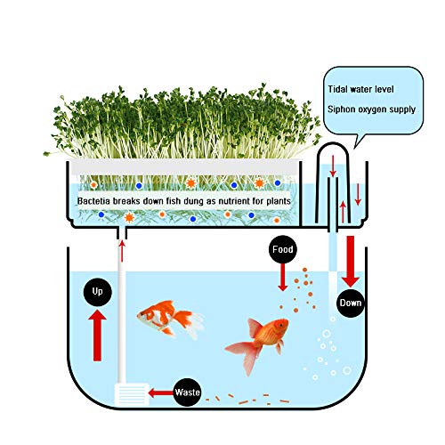 Huamuyu top view of seed sprouter tray with seedlings, easy access for planting