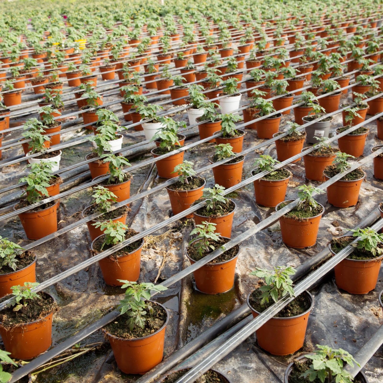 Hushee pots on greenhouse bench illustrating bulk propagation efficiency