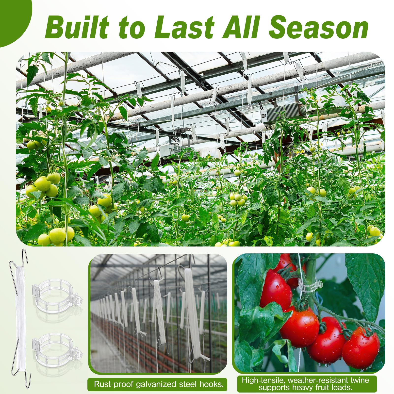 Hushee hooks holding heavy tomato cluster to ease harvesting