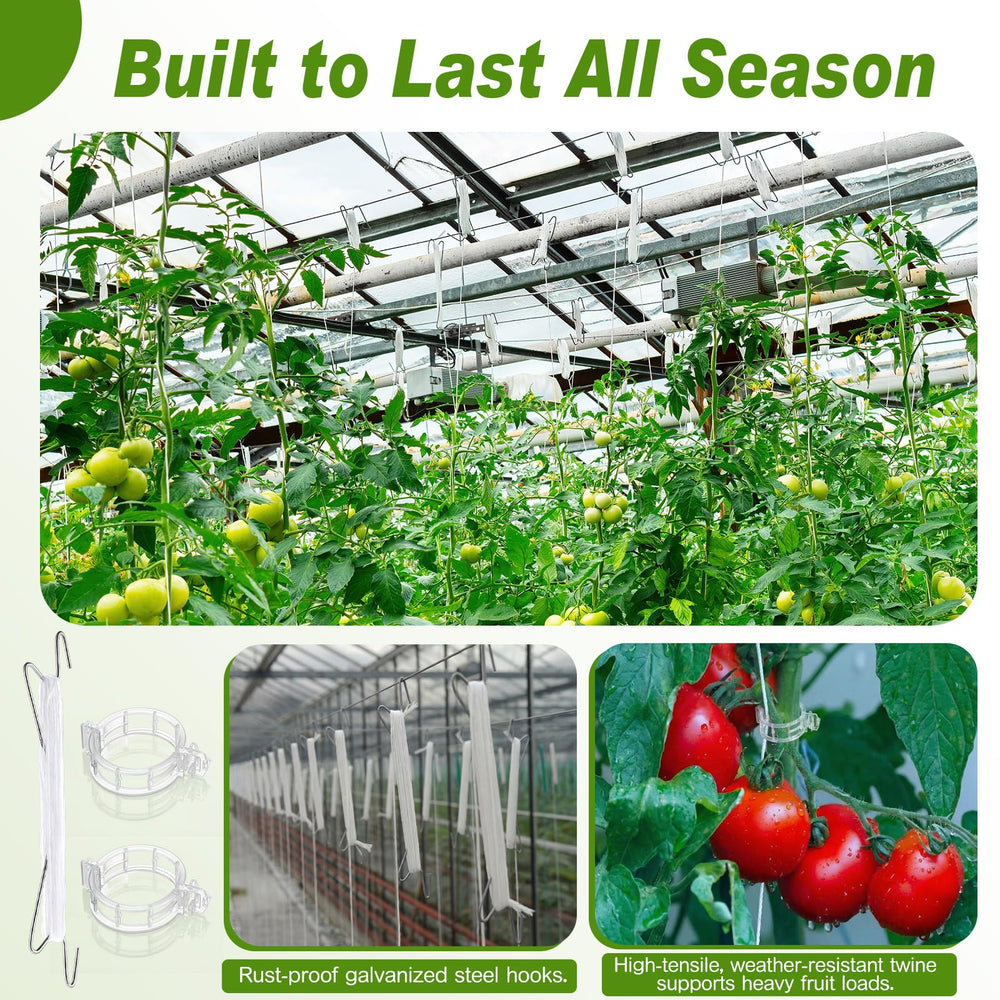 Hushee hooks holding heavy tomato cluster to ease harvesting