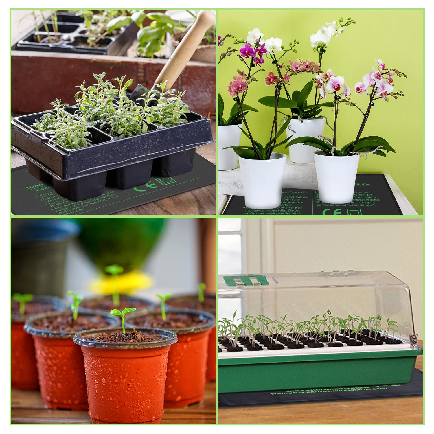 HYDGOOHO propagation setup with seedlings showing consistent growth results