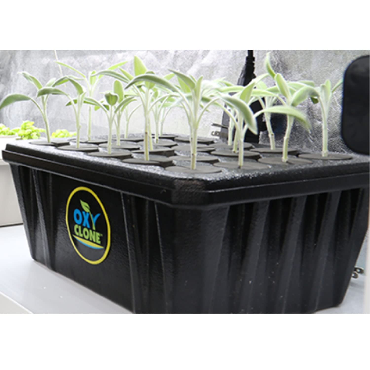 Hydrofarm Oxyclone in use with plant cuttings rooting, faster propagation benefit