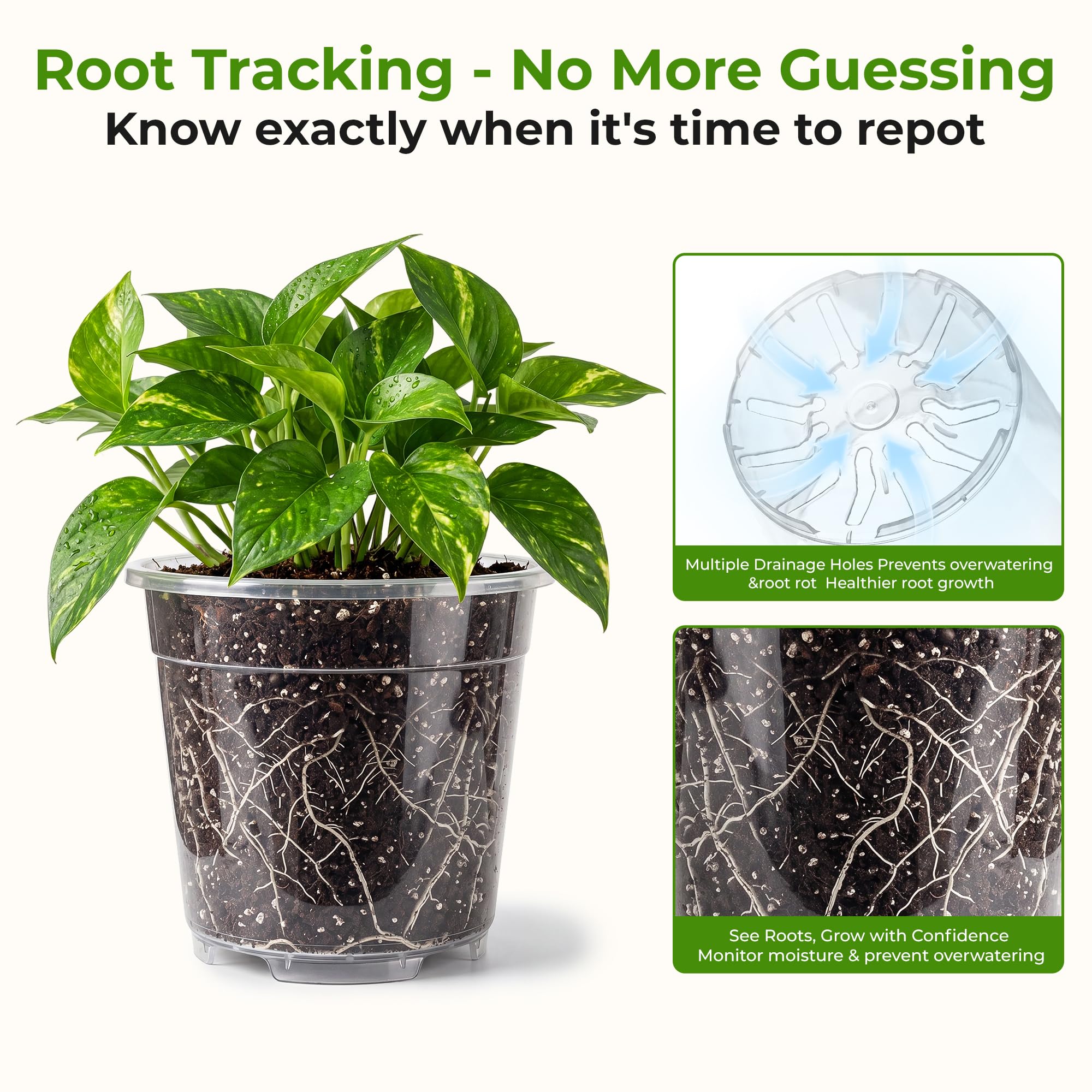 HYX-Yang clear side view showing visible roots for easy monitoring and propagation success