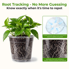 HYX-Yang clear side view showing visible roots for easy monitoring and propagation success