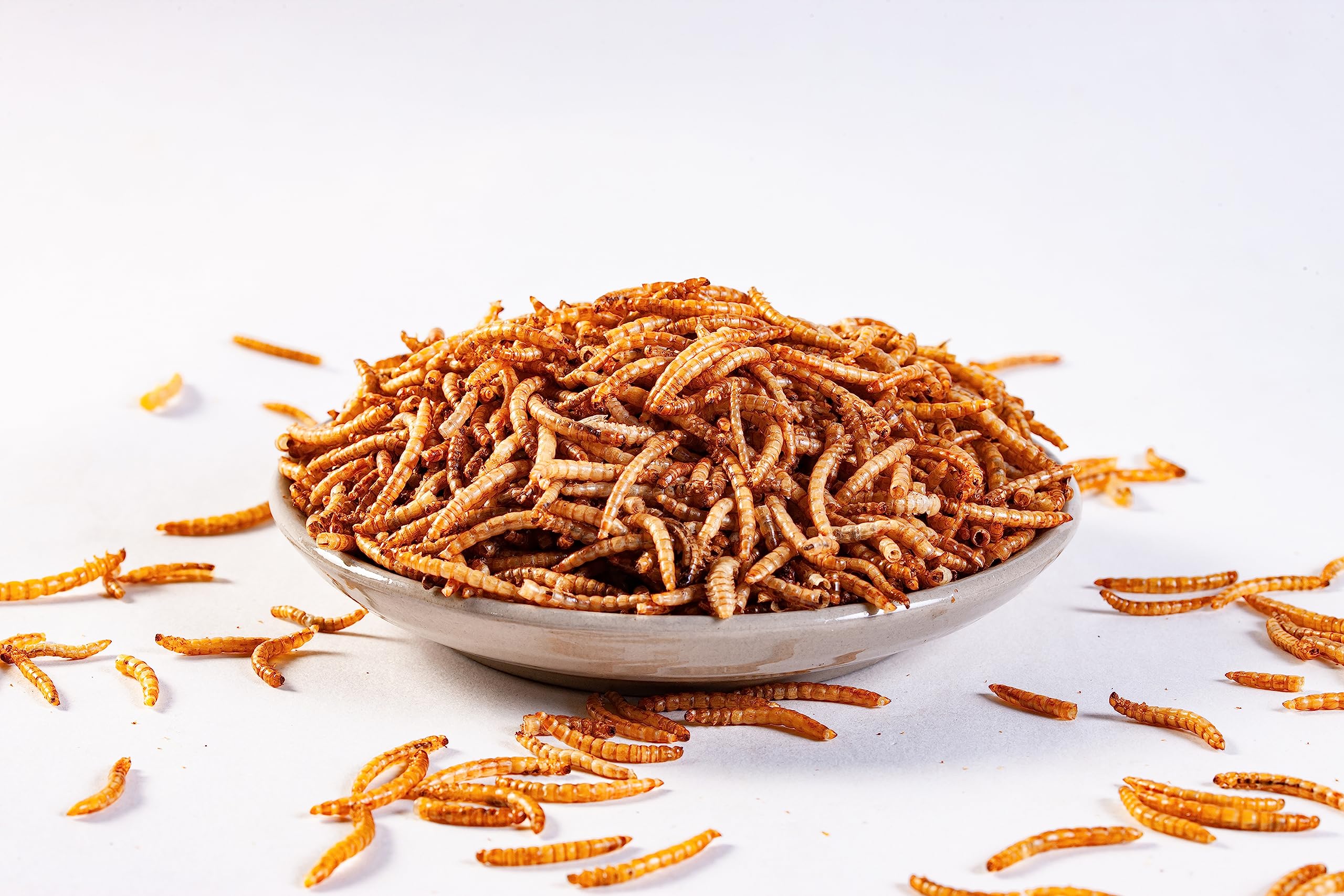 I LOVE WORMS mealworms in a bird dish demonstrating easy serving and attraction