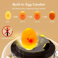 IBKINXX transparent 360° view displaying eggs for nondisturbing monitoring