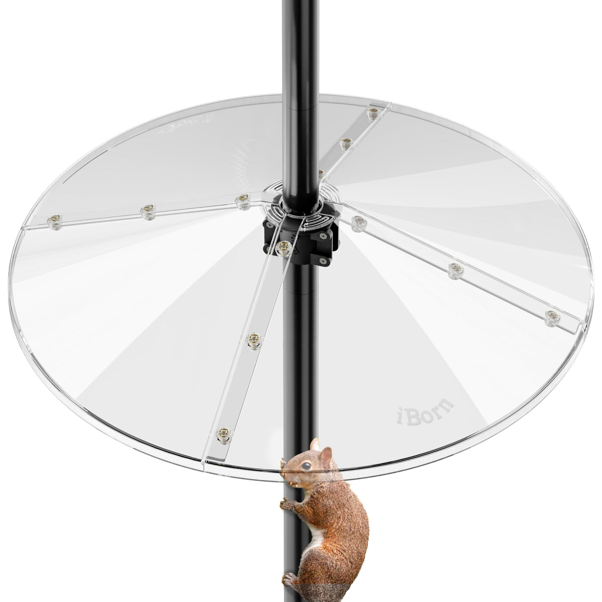 iBorn clear baffle front view showing wide guard and aesthetic protection
