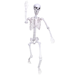 IDMOP full-body skeleton front view showing realistic life-size presence and visual impact