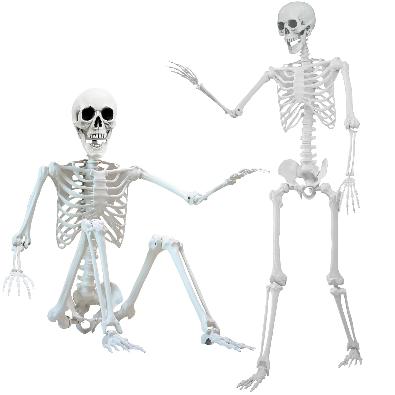 IDMOP front view of full 5.4 ft skeleton showing realistic bone shape and scale