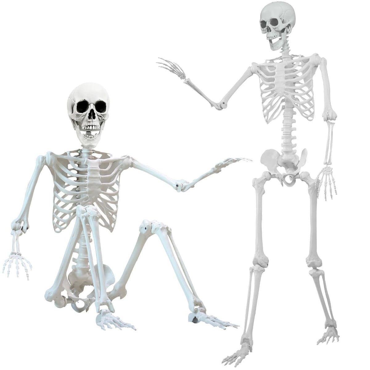 IDMOP front view of full 5.4 ft skeleton showing realistic bone shape and scale
