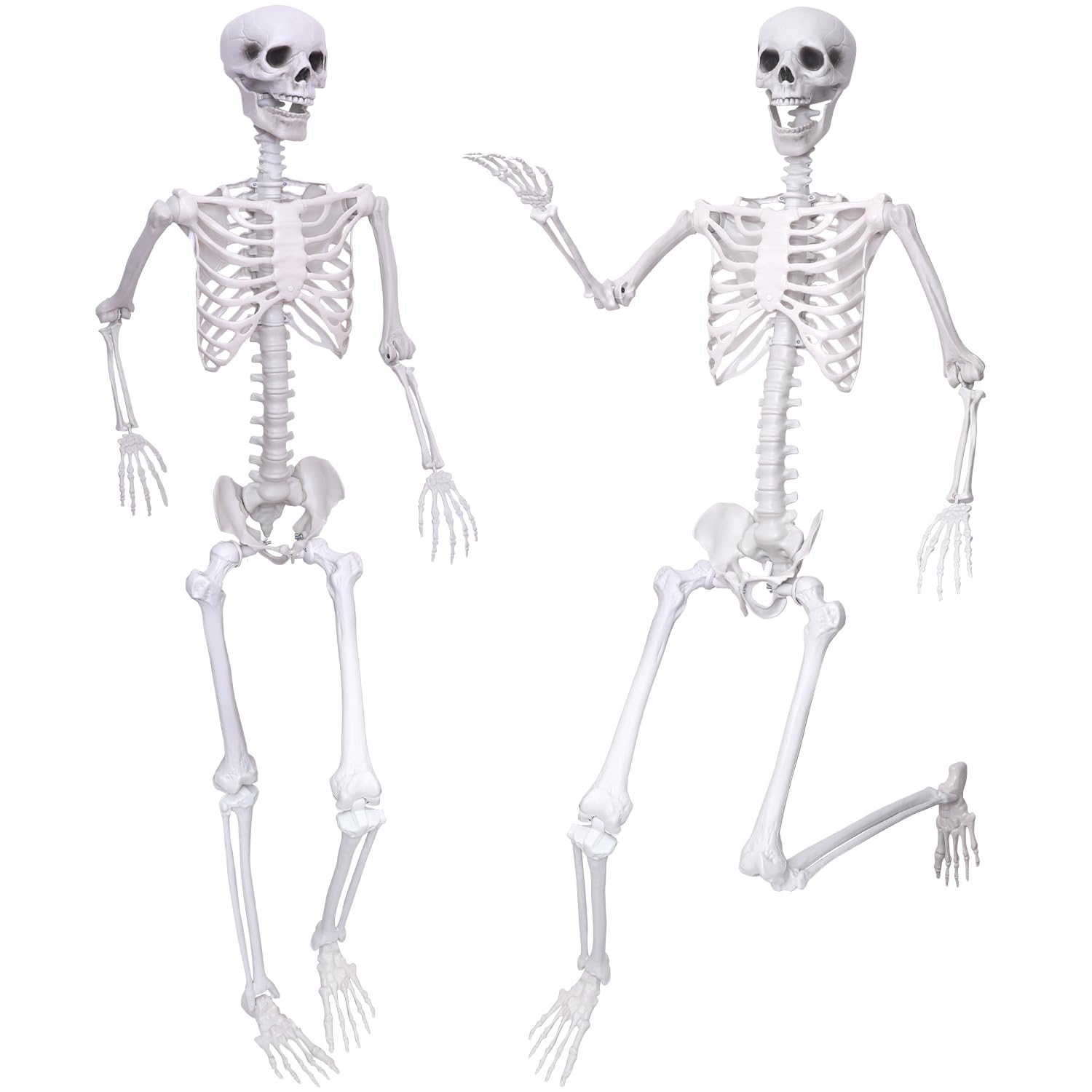 IDMOP front view of two 5.9ft skeletons showing realistic pose and curb appeal