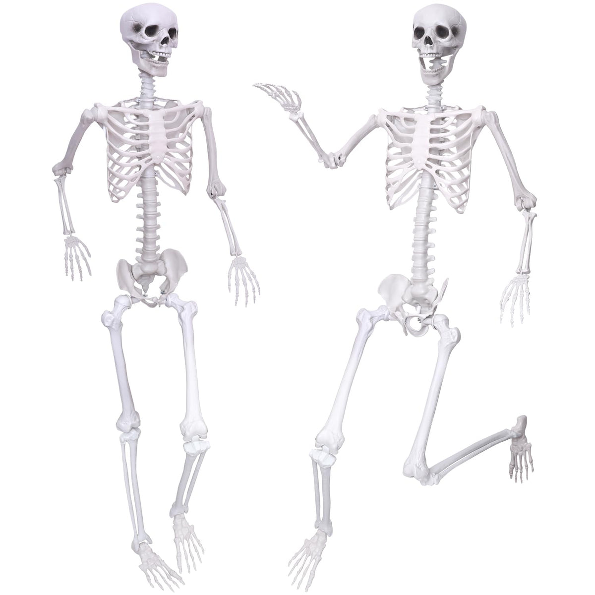 IDMOP front view of two 5.9ft skeletons showing realistic pose and curb appeal