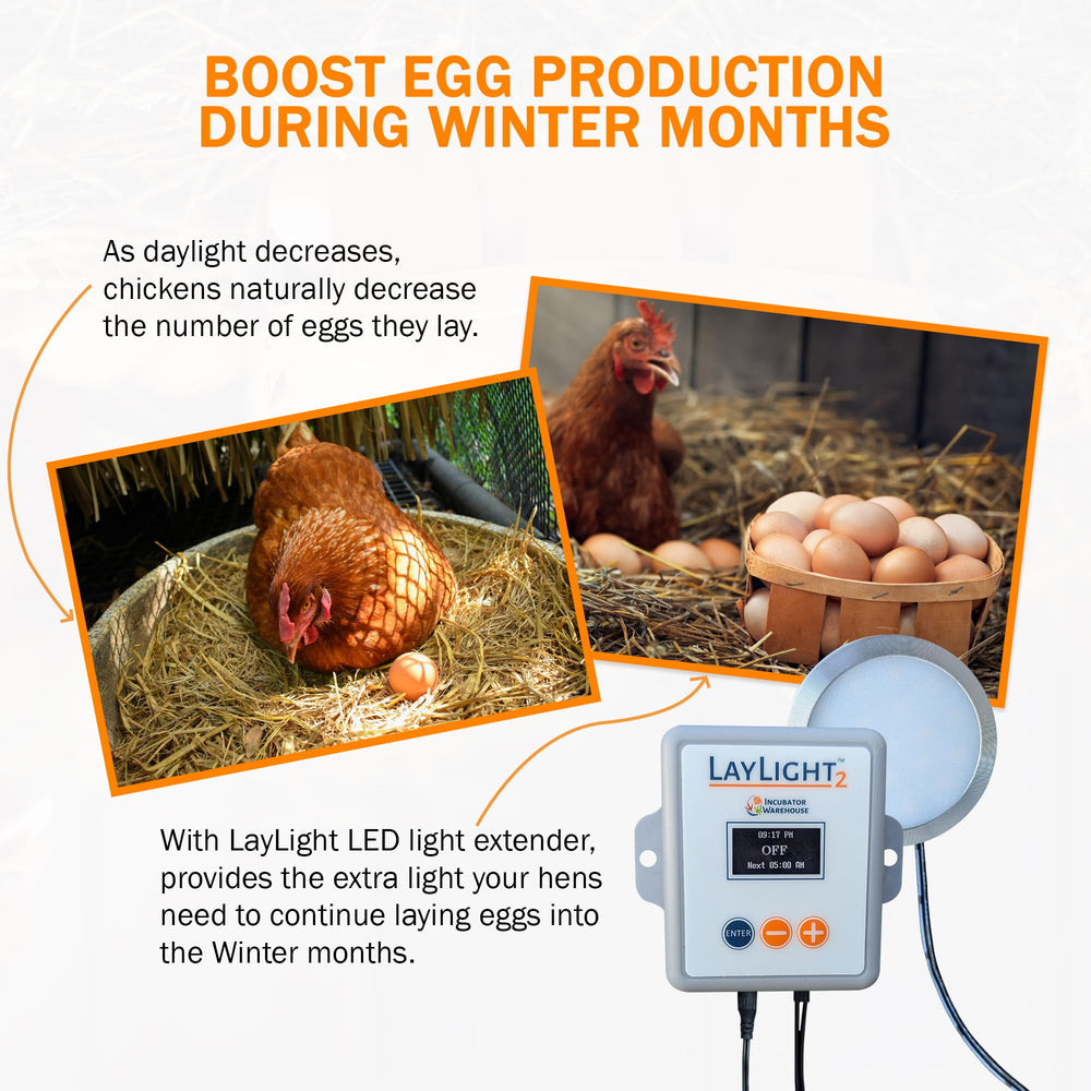 Incubator Warehouse LayLight2 scale comparison in hand showing compact size and low profile