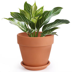 INGOFIN front view terracotta pot showing classic shape and sturdy rim benefits airflow