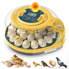 innhom front view with clear lid showing eggs for easy monitoring and protection