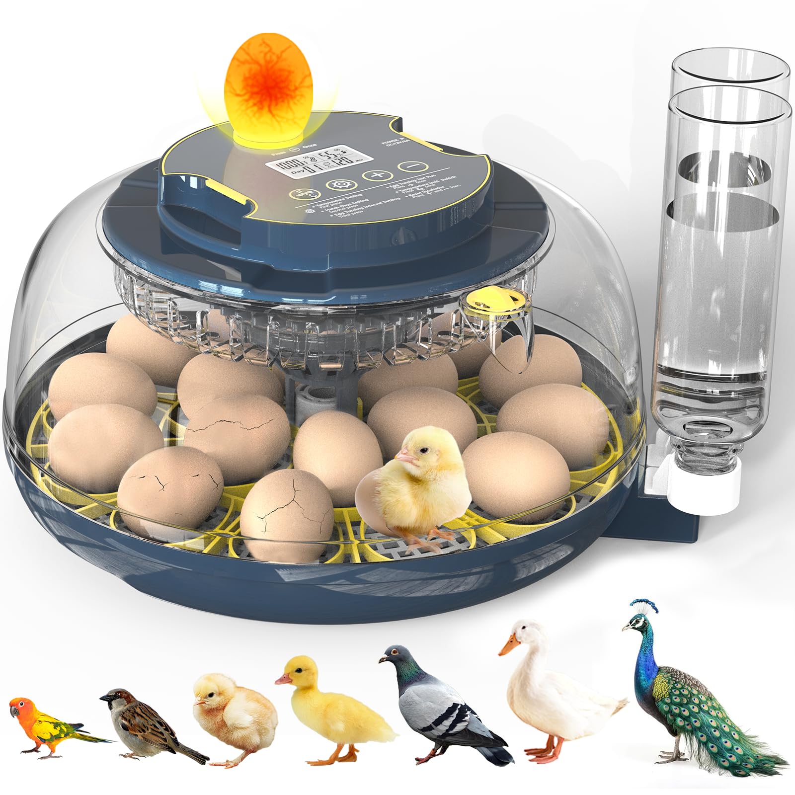 innhom incubator front view showing compact design and capacity benefit